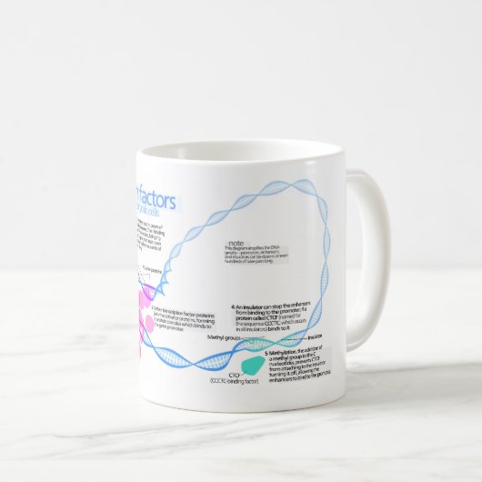 Cellen gentranscriptiefactoren diagram koffiemok (Voorkant rechts)