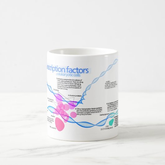 Cellen gentranscriptiefactoren diagram koffiemok (Center)