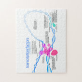 Cellen gentranscriptiefactoren diagram legpuzzel (Verticaal)