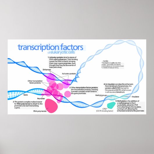 Cellen Gentranscriptiefactoren Diagram Poster (Voorkant)