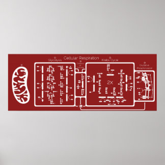 Cellulaire ademhaling 42x16 poster