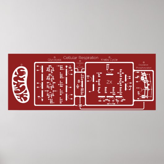 Cellulaire ademhaling 42x16 poster (Voorkant)