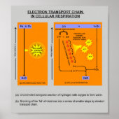 Cellulaire ademhalingsstappen in de biologie poster (Voorkant)