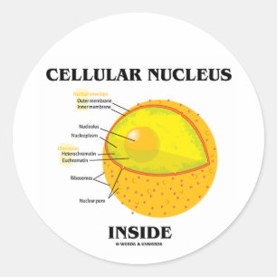 Cellulaire nucleus inside (celbiologie) ronde sticker