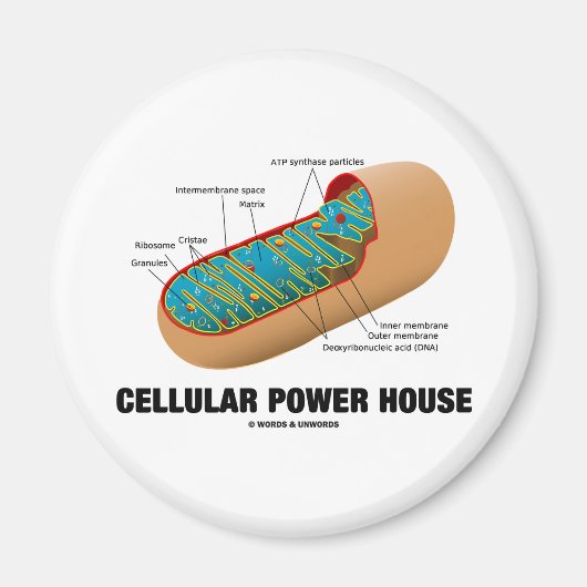 Cellular Power House (Mitochondrion) Magneet (Voorkant)