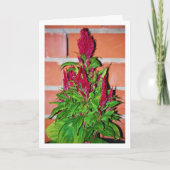 Celosia Argentea - Dragon's Breath - Plant Kaart (Voorkant)