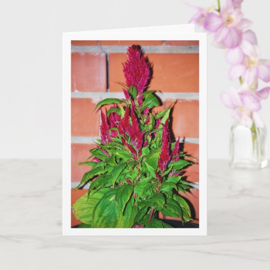 Celosia Argentea - Dragon's Breath - Plant Kaart (Orchidee)