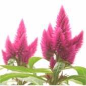 Celosia argentea sticker (Voorkant)