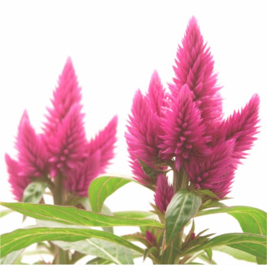 Celosia argentea sticker (Voorkant)