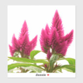 Celosia argentea sticker (Vel)