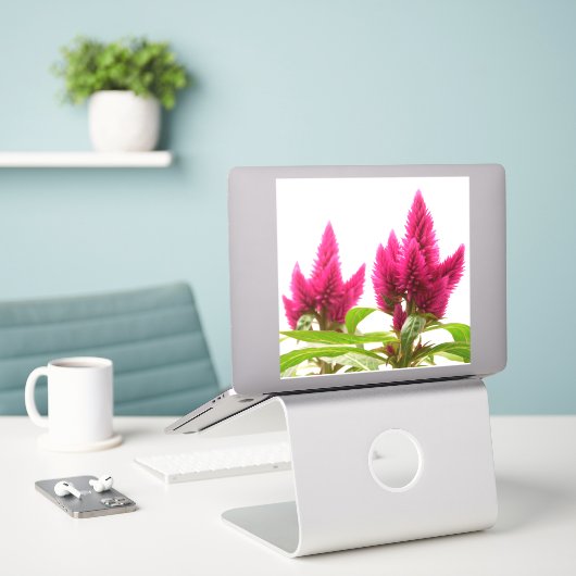 Celosia argentea sticker (Laptop op bureau)