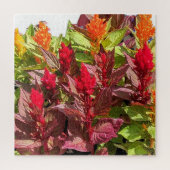 CELOSIA BLOEMEN LEGPUZZEL (Verticaal)