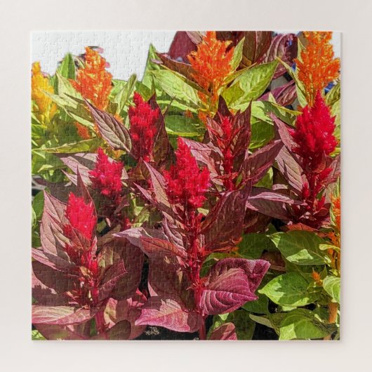 CELOSIA BLOEMEN LEGPUZZEL (Verticaal)