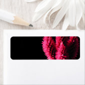Celosia Caracas. Cockscoms. Roze bloemen. Etiket (Insitu)