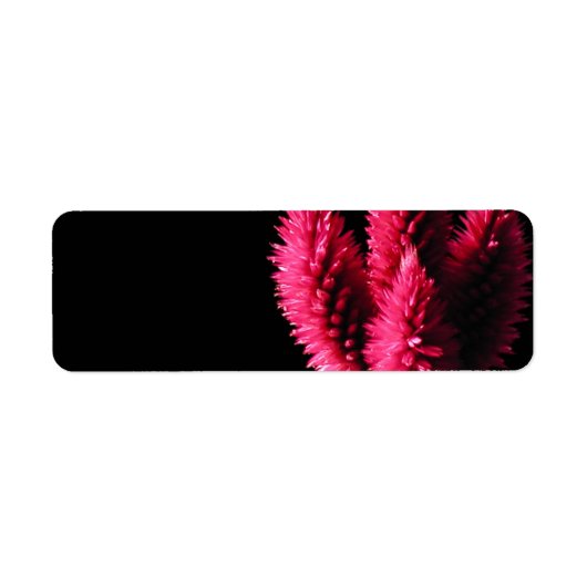 Celosia Caracas. Cockscoms. Roze bloemen. Etiket (Voorkant)