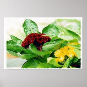 Celosia/Cockscomb Poster