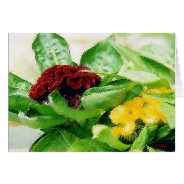 Celosia Plant Flowers Cockscomb (Voorkant Horizontaal)