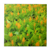 Celosia Tegeltje (Voorkant)