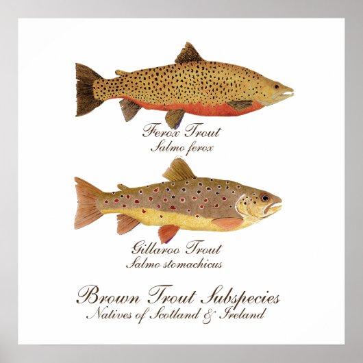 Celtic Trout Art Poster (Voorkant)