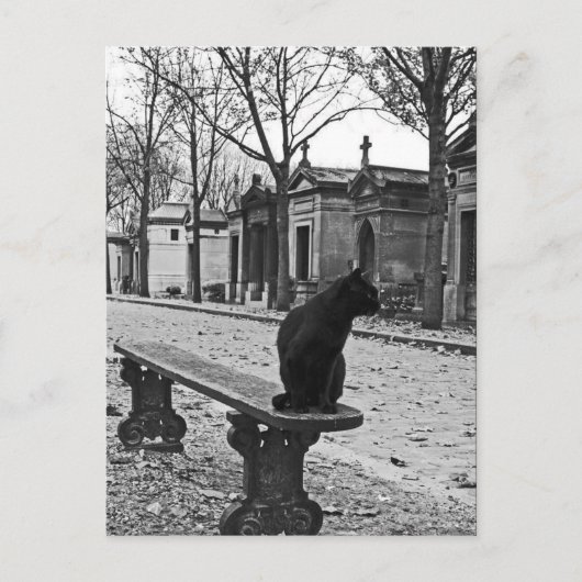 Cemetery Cat  Fotografie Briefkaart (Voorkant)