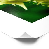 Cenchrus Echinatos. Foto Afdruk (Hoek)