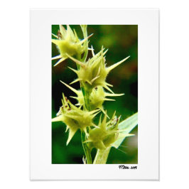 Cenchrus Echinatos. Foto Afdruk