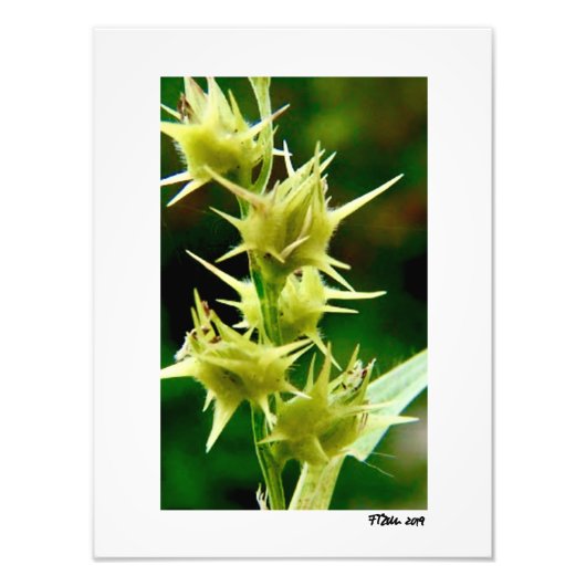 Cenchrus Echinatos. Foto Afdruk (Voorkant)