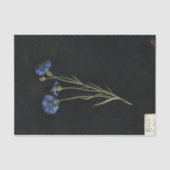 Centaurea Cyanus door Mary Delany Tissuepapier (Voorkant)