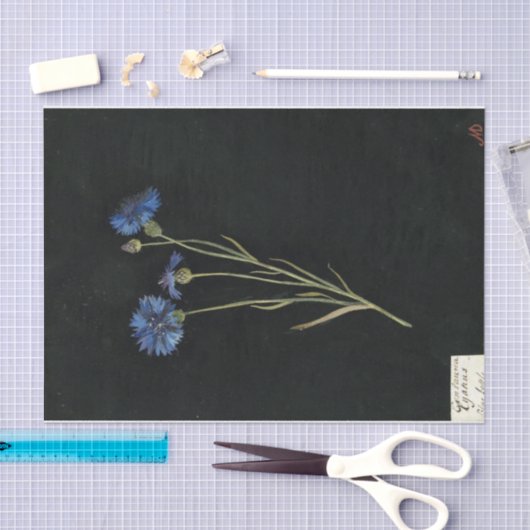 Centaurea Cyanus door Mary Delany Tissuepapier (Craft)