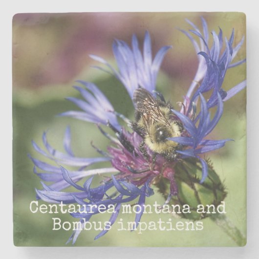 Centaurea montana en Bombus impatiens Stenen Onderzetter (Voorkant)