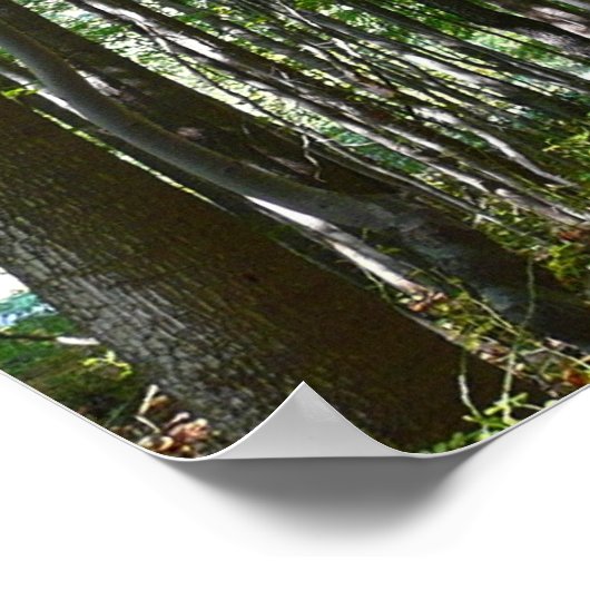 Centennial Wooded Path II Ellicott City Maryland Poster (Hoek)