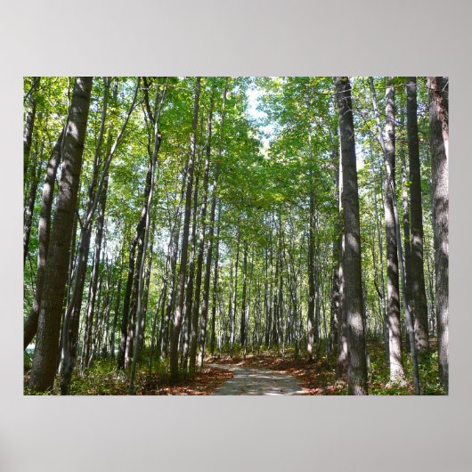 Centennial Wooded Path II Ellicott City Maryland Poster (Voorkant)