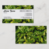 Center Band 037 - Spotted Laurel Visitekaartje (Voorkant / Achterkant)