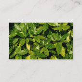 Center Band 037 - Spotted Laurel Visitekaartje (Achterkant)