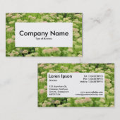 Center Label v4 - Sedum (herfst Joy) (Voorkant / Achterkant)