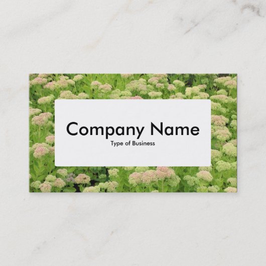 Center Label v4 - Sedum (herfst Joy) (Voorkant)