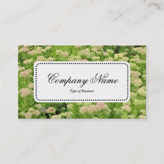 Center Label v5 - Sedum (herfst Joy) (Voorkant)