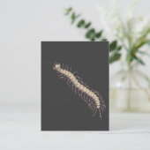 Centipede Briefkaart (Staand voorkant)