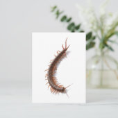 Centipede Briefkaart (Staand voorkant)