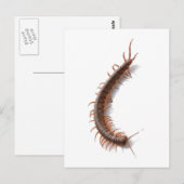 Centipede Briefkaart (Voorkant / Achterkant)