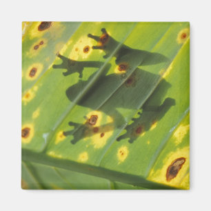 CENTRAAL-AMERIKA, Costa Rica, kikker met achtergro Magneet