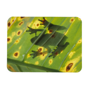 CENTRAAL-AMERIKA, Costa Rica, kikker met achtergro Magneet