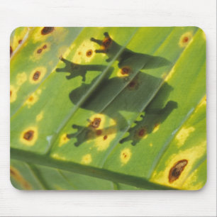 CENTRAAL-AMERIKA, Costa Rica, kikker met achtergro Muismat