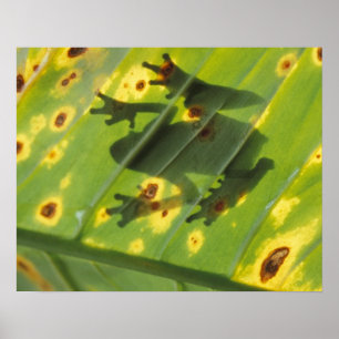 CENTRAAL-AMERIKA, Costa Rica, kikker met achtergro Poster