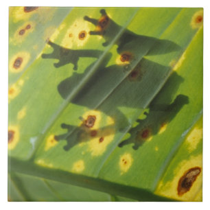 CENTRAAL-AMERIKA, Costa Rica, kikker met achtergro Tegeltje