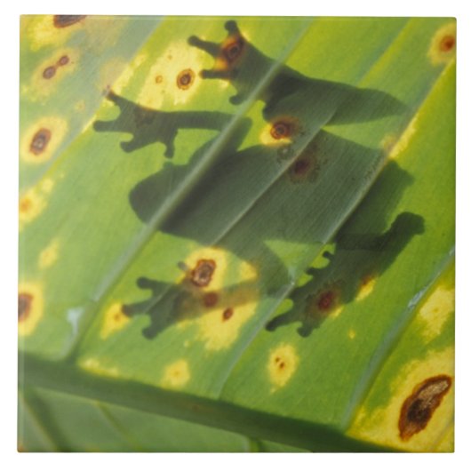 CENTRAAL-AMERIKA, Costa Rica, kikker met achtergro Tegeltje (Voorkant)