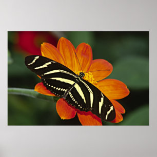 Centraal-Amerika, Costa Rica, Selva Verde Poster