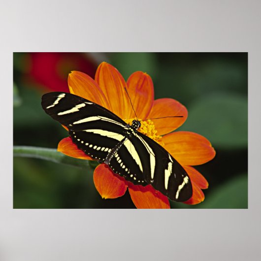 Centraal-Amerika, Costa Rica, Selva Verde Poster (Voorkant)