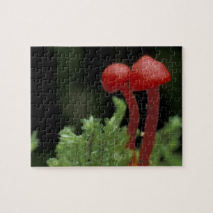 Centraal-Amerika, Panama, Chiriqui Provincie, 2 Legpuzzel