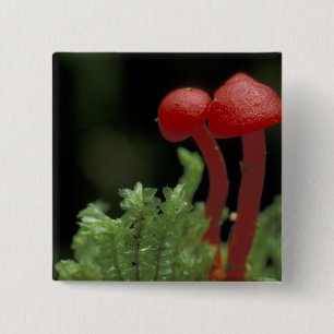 Centraal-Amerika, Panama, Chiriqui Provincie, 2 Vierkante Button 5,1 Cm